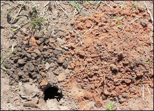 Aggregated clay soil
