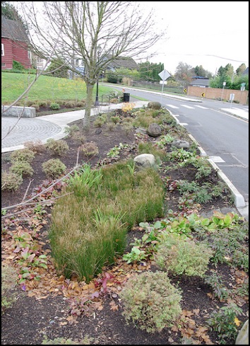 Rain Garden on median