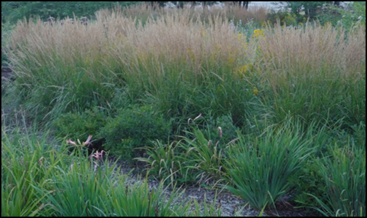 Rain Garden