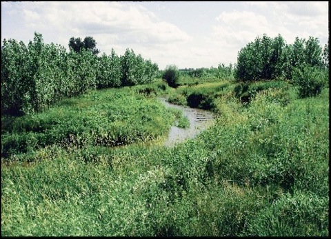 riparian zone