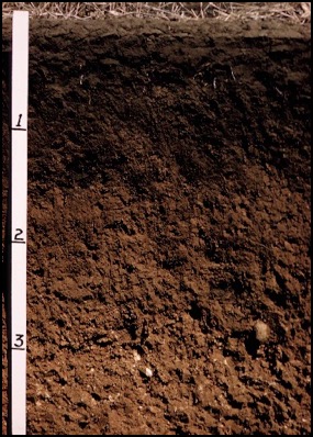 Soil Horizons